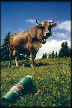 Ob die Kuh die Trinkflasche oder mich anvisiert hat, werden wir wohl nie erfahren :-)