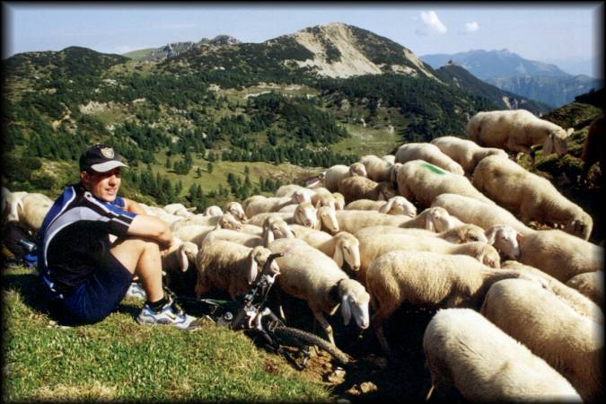Eine Herde von mehreren hundert Schafen sorgt für eine ungewollte Rast: Zum Glück lassen die Viecher mein Bike in Ruhe :-)