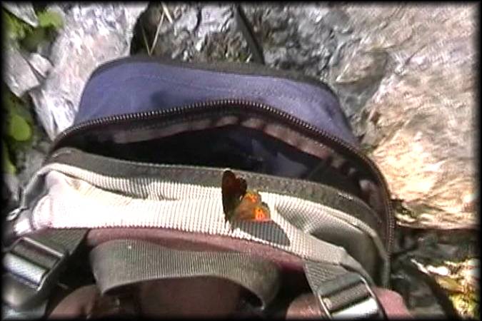 Der Schmetterling fühlt sich auf meinem Rucksack richtig wohl
