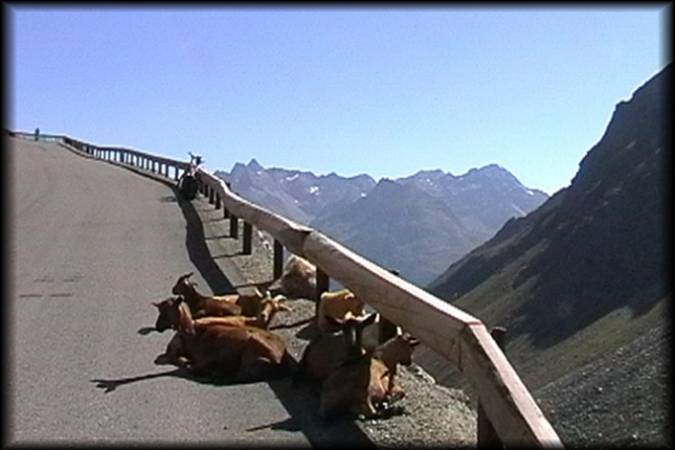 Zahlreiche Ziegen am Wegesrand bei der aussichtsreichen Auffahrt zum Tiefenbachferner. Bis wir mal so faul sind, dauert es noch ...