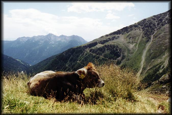 Friedlich in der Sonne liegende Kuh  kurz vor Mündung vom Tarscher Paß auf die Schotterpiste in der Nähe des Arzker Stausees