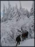 Andreas, Arnim, Rdiger und Maasel mitten im winterlichen Wald