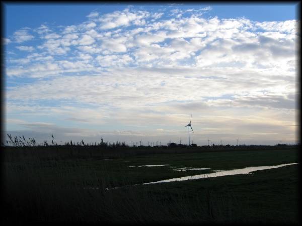 "Begleiterscheinung" am Wegesrand beim Rückweg nach Dornumersiel: Getreide im Wind, zahlreiche Windräder und dazu ein toller Himmel
