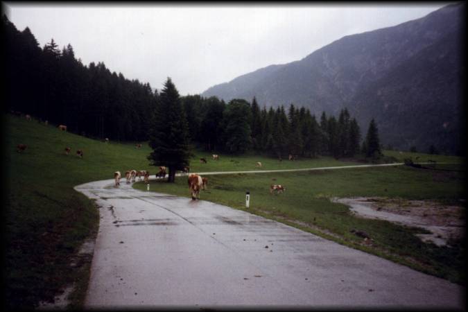 Die regennasse Straße nach Hinterriß ist von zahlreichen Kühen bevölkert, die ihre Haufen hinterlassen haben