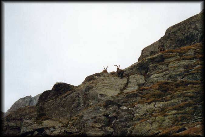 Ein relativ seltener Anblick in den Alpen: Beim Abstieg ins Valle dello Zebru bekomme ich sogar ein paar Steinböcke zu Gesicht