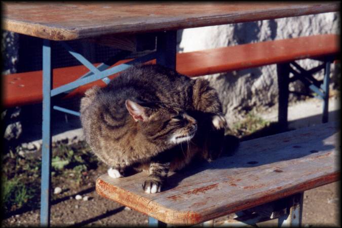 Eine liebe Mietze-Katze beim Sonnen am Rotwandhaus