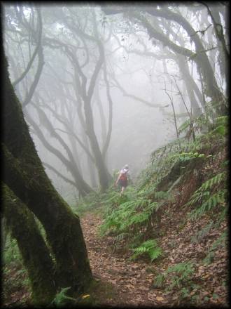 Der Nebelurwald macht seinem Namen alle Ehre, doch so oder so hatten wir unseren Spaß beim Wandern durch diese bizarre Landschaft