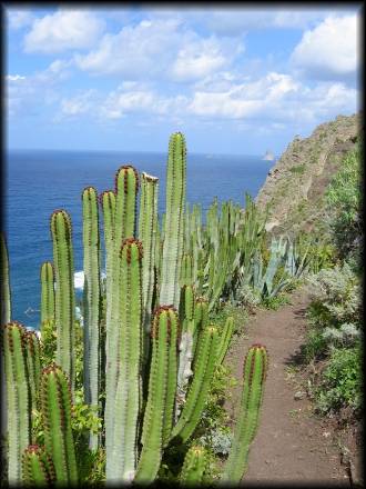 Auch für Nicht-Botaniker ein schöner Anblick: Zahlreiche Kakteen und andere Pflanzen und Sträucher am Küstenweg nach Taganana